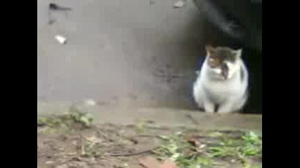 Котка плаче