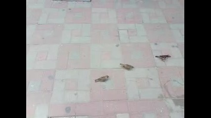 Мама врабка храни малките врабчета:)