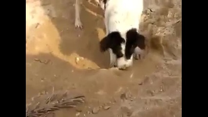 Dog buries his puppy in Iraq