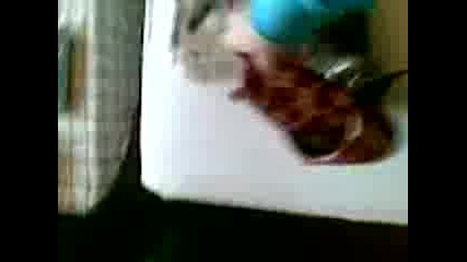 igra s kotarak