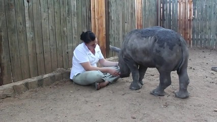 Бебе носорог