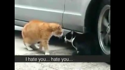 Котки се карат 
