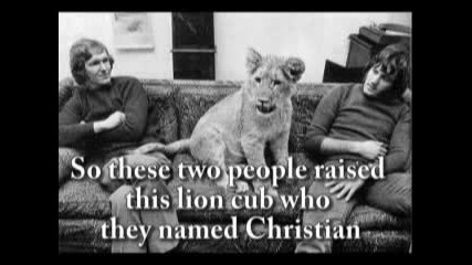 Christian The Lion
