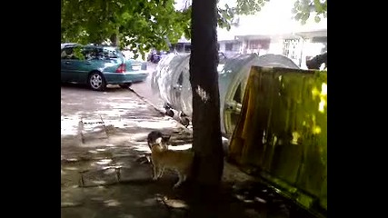 Каращи се котки 