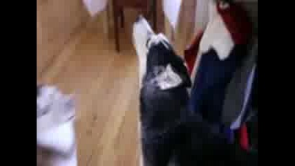 Mishka the Talking Husky s First Tv Commercial