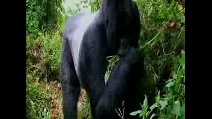 Weird True & Freaky - Wtf Toddler Falls in Gorilla Cage