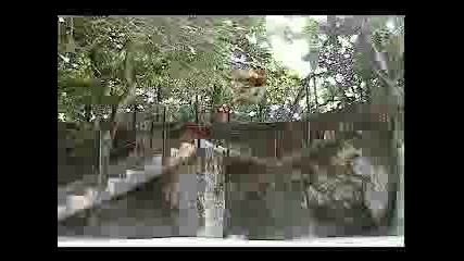 Street Acrobat - Dlacasse In Cuba