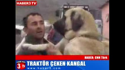 Kangal