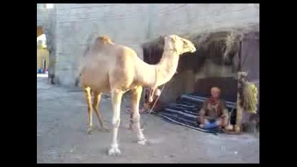 Танцуваща Камила