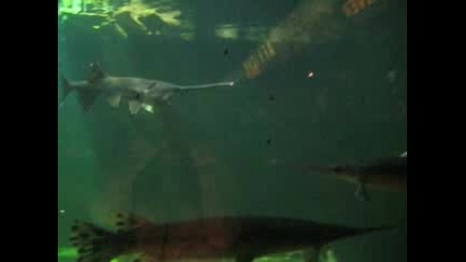 Akvariyma V Chicago