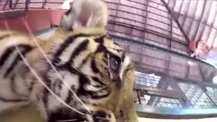 Сладки тигърчета си играят със камера Gopro