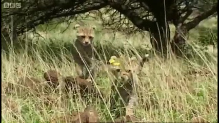 Animal danger! Cheetah cubs vs rhino - Cheetahs - Fast Track to Freedom - Bbc 
