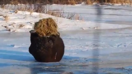 Върховното щастие на една мечка