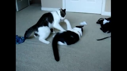 Война между котки ! 