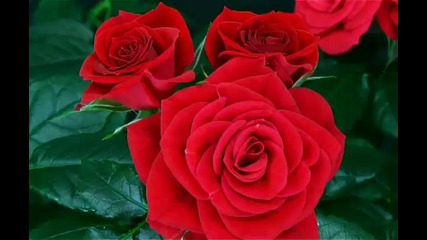 flower blooming rose 