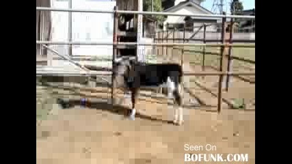Cupids Baby Bull For Valentines Day