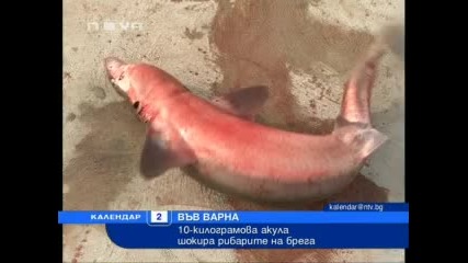Акула шокира варненските рибари 
