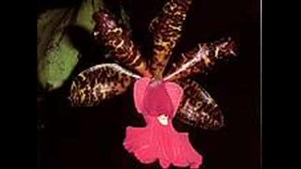 Beautiful Flowers