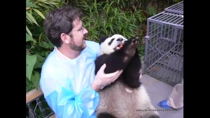 Малка панда започва да се глези когато и дадоха ябълка