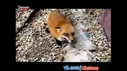 Лисица се радва