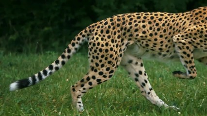 The Cheetah - A National Geographic Presentation