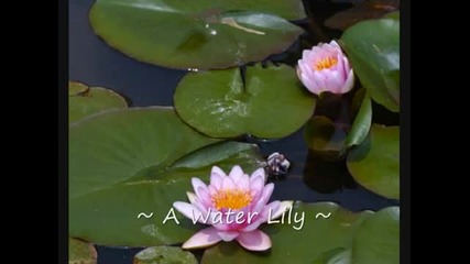 A Water Lily - Jia Peng Fang