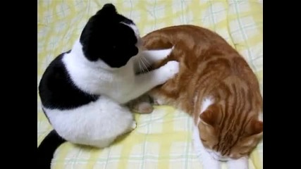 Котка прави масаж на друга котка ... 