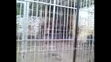 Зоопарка в Кюстендил