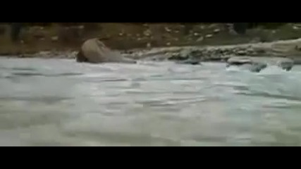 Как малко мече се спаси от гладна пума