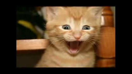 Numa Numa Cats