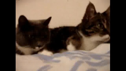две котки си говорят