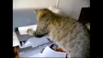 Котка Дебне Принтер 