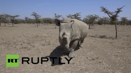 Кения: Вижте три от четирите последни бели носорози