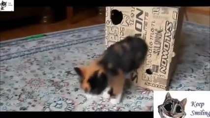 Микс от Смешни Котки