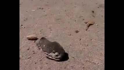 Змия напада без тялото си