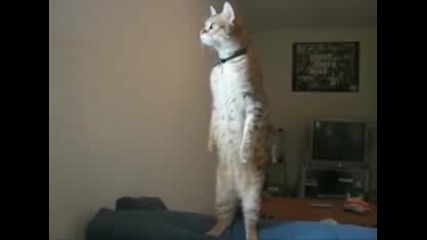 A Cat Stands On 2 Feet (original) 