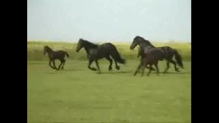 Породисти коне тичат на свобода!