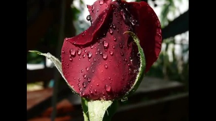 Engelbert Humperdinck - Red Roses For My Lady
