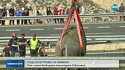 Камион със слонове катастрофира на магистрала в Испания