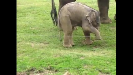 Малко слонче се опитва да ходи!