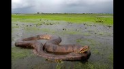 Невероятно: Гиганските змии