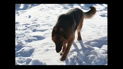 German Shepherd - Believe Me