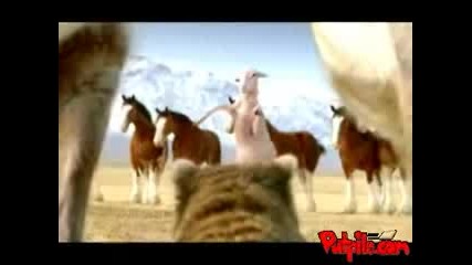 Budweiser commercial - Streaking Sheep