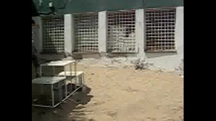 1ви Опит За Странично