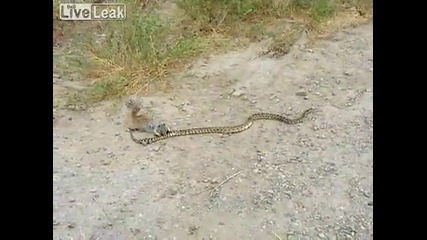 Катерица Атакува Змия