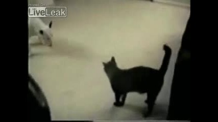 dog Vs cat