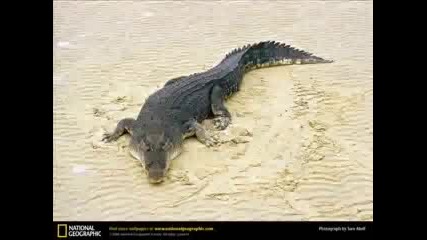 Снимки На Крокодили И Алигатори