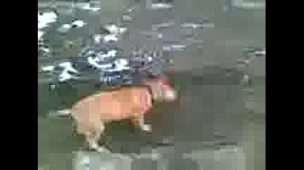 Видео001