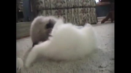 Funny Kittens (not so smart) 