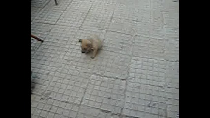 Това Е Моето Сладко Кученце